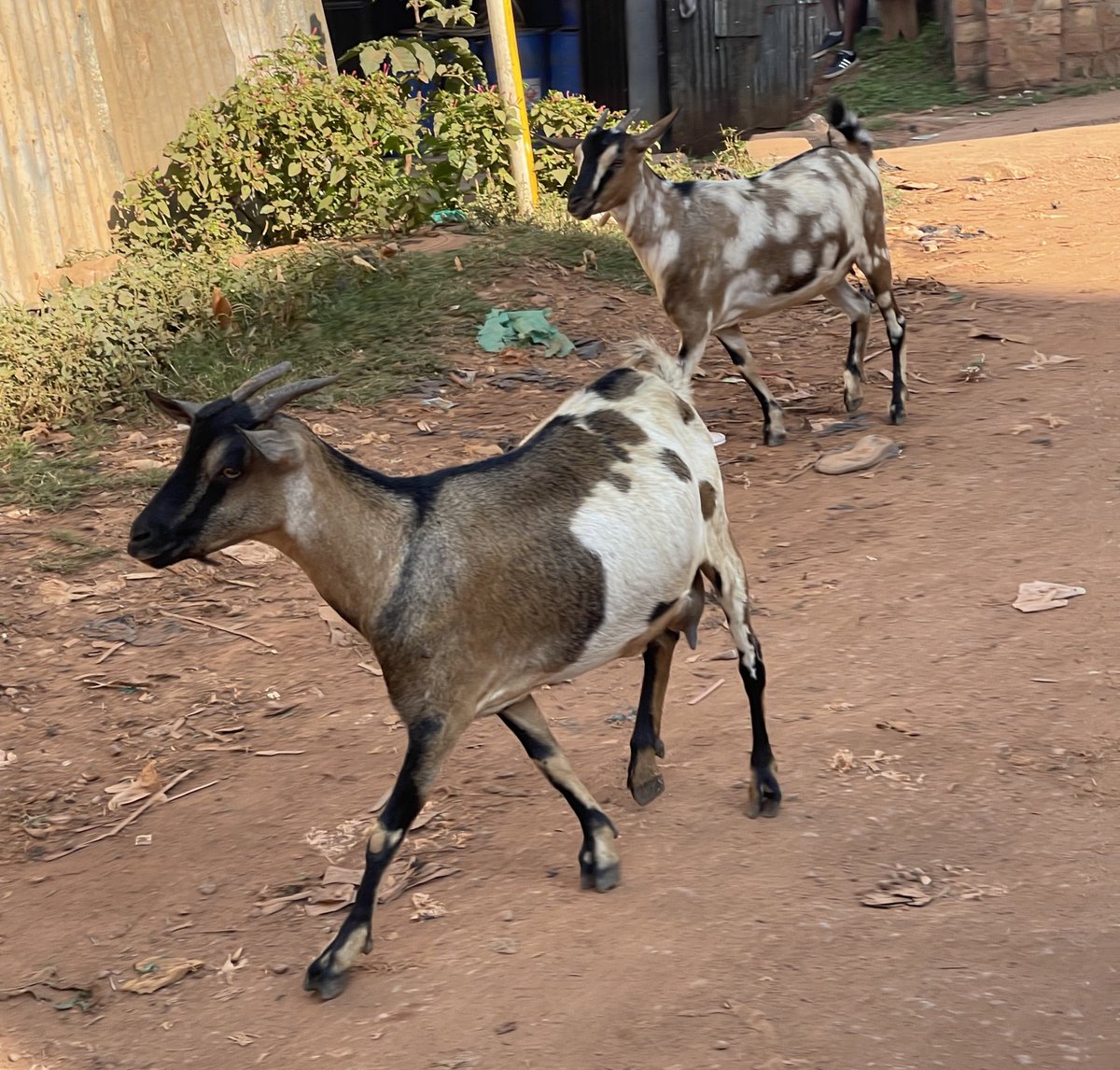 Smelling richness only 😋 😃 😊