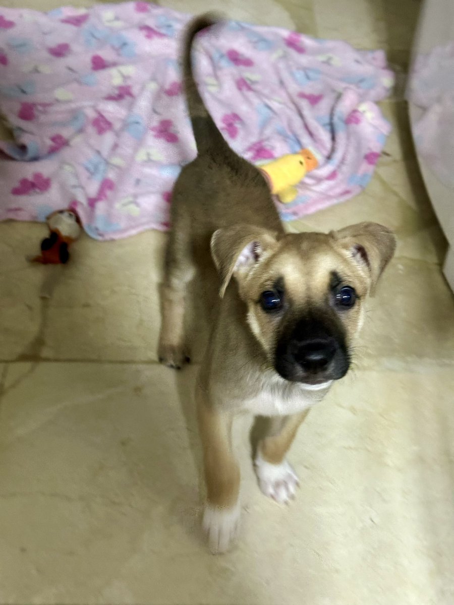 ayudemosapluto's tweet photo. I need to buy food for #ThorAP β₯οΈ He still needs to eat puppy food. The cost of the bag is $32 if anyone can support us, we will be very grateful ππ» https://t.co/gcGrTI7SF6