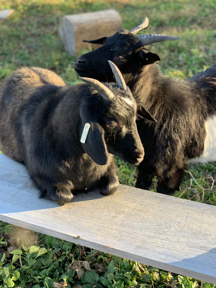 If anyone is looking for a write-in candidate in 2024, I’d recommend either of my goats, Jeff or Dill.