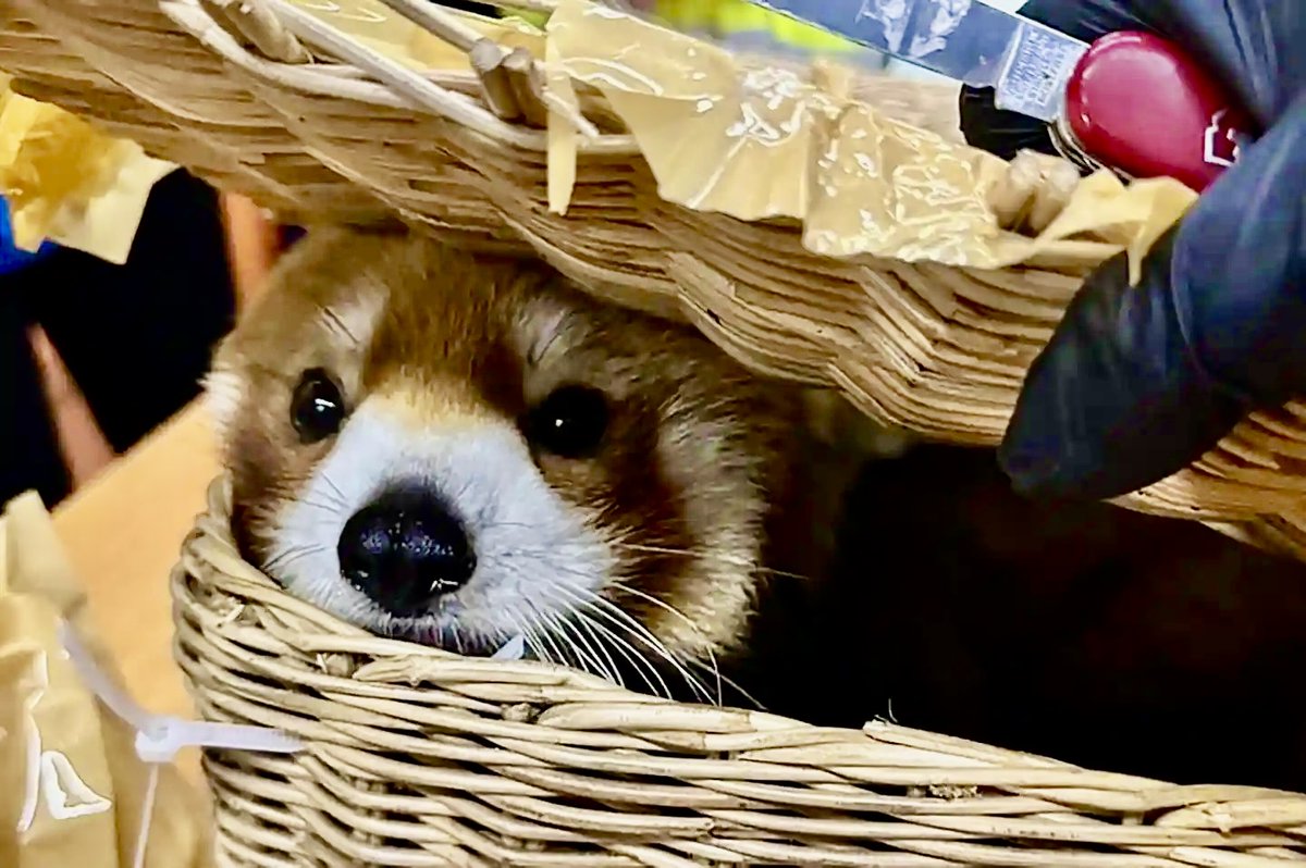 #ExoticPets

A terrified red panda found by customs officials in Bangkok.
86 other animals including snakes, parrots & monitor lizards were also found with the smugglers.

Understand this: buying exotic pets fuels extreme cruelty, spreads disease & threatens wild populations.