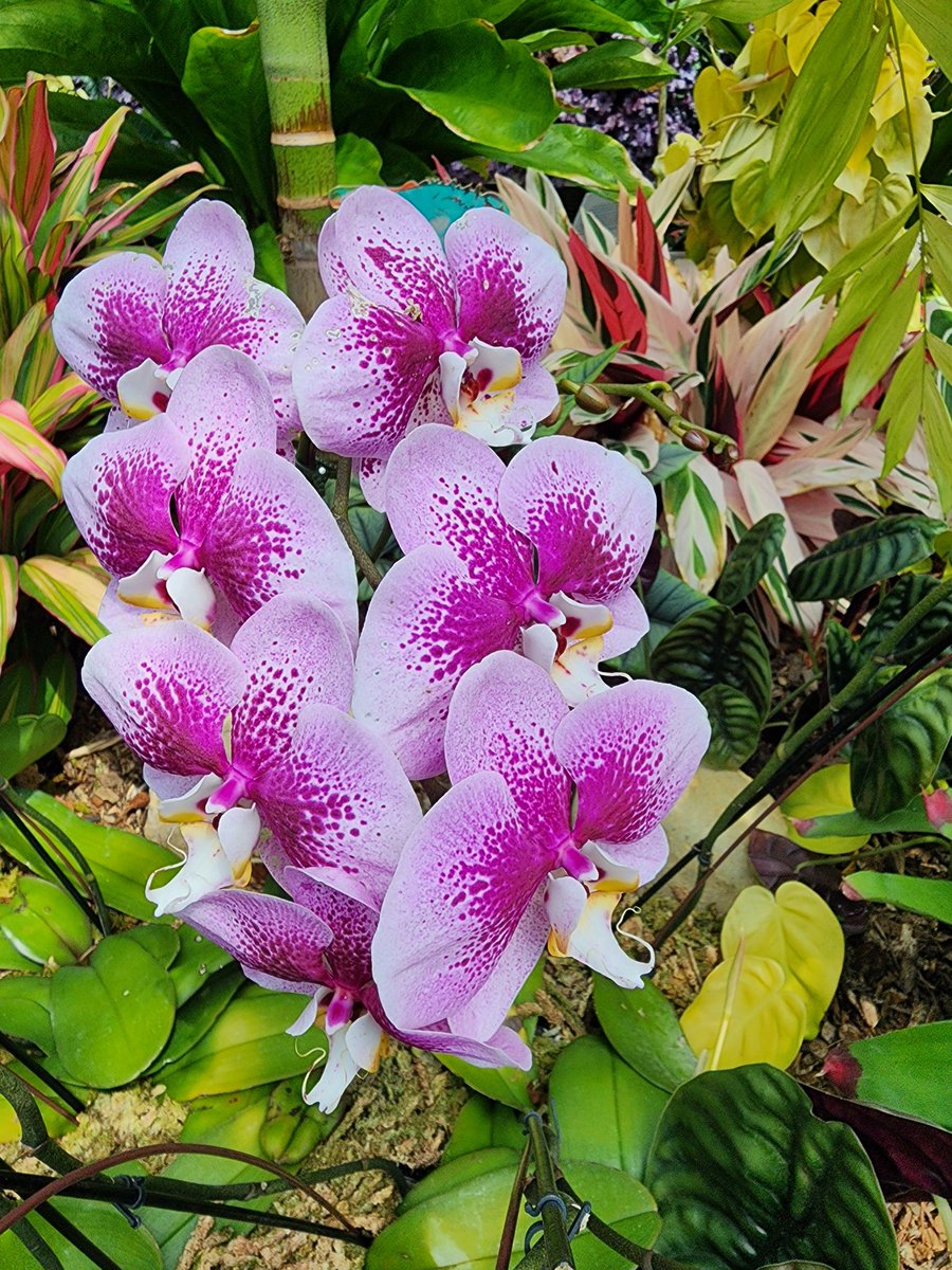 autoday's tweet photo. The Calyx
Royal Botanic Garden
Sydney Australia https://t.co/uY7X3vxgYG