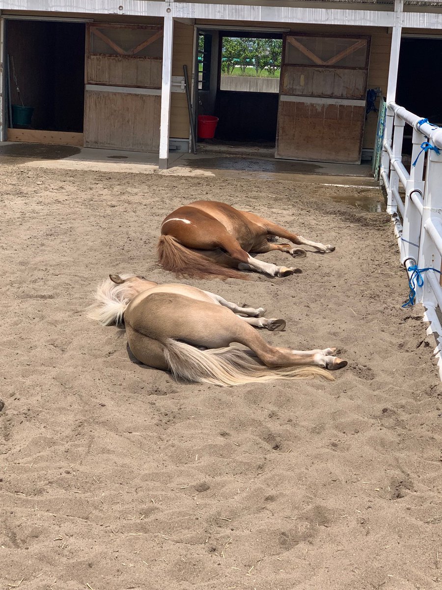 阪神競馬場で馬に乗ってみませんか⁉️ 阪神競馬場では、「初心者乗馬クラス」への参加者を募集しています🐎 乗馬練習・厩舎作業を通して、誘導馬やポニーたちと触れ合うことができます！！ 募集の締め切りは3/21(木)まで。 詳細はこちらから⬇️ jra.go.jp/news/202402/02… 是非、ご応募ください‼️