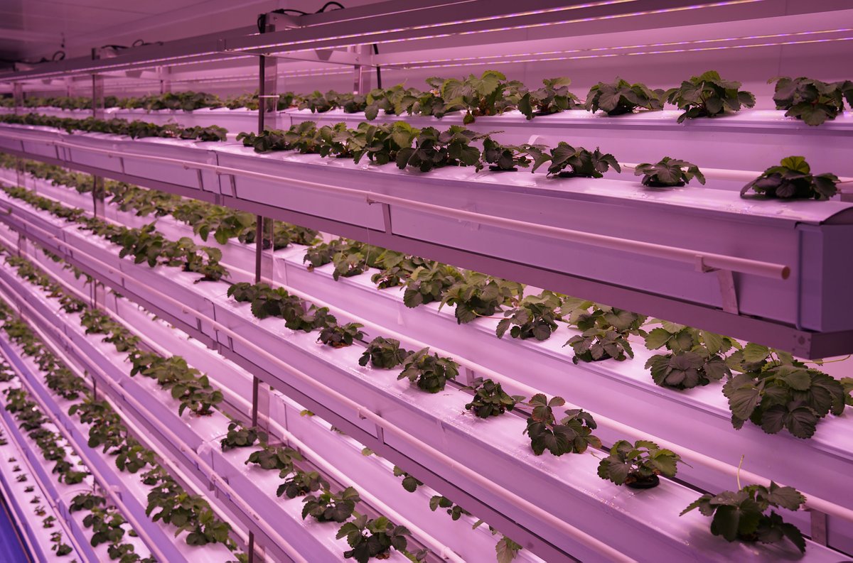 GrowSpec Biotech | Grow More Efficiently tweet media