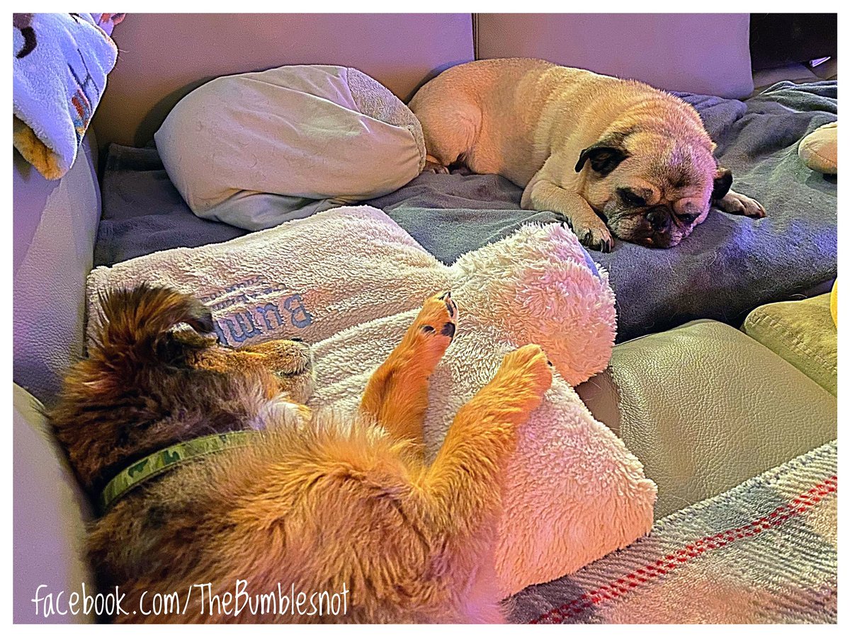 It's POURING out right now, so The Boys and I will have to postpone our evening walk until later if it clears up. Until then, we're warm and dry on the couch. 🐶🐶💤🚫☔️🌧️ #toowetforwalkies #lookslikepeepadstonight #rainraingoaway #sleepychiweenie #sleepypug #sweetdreams