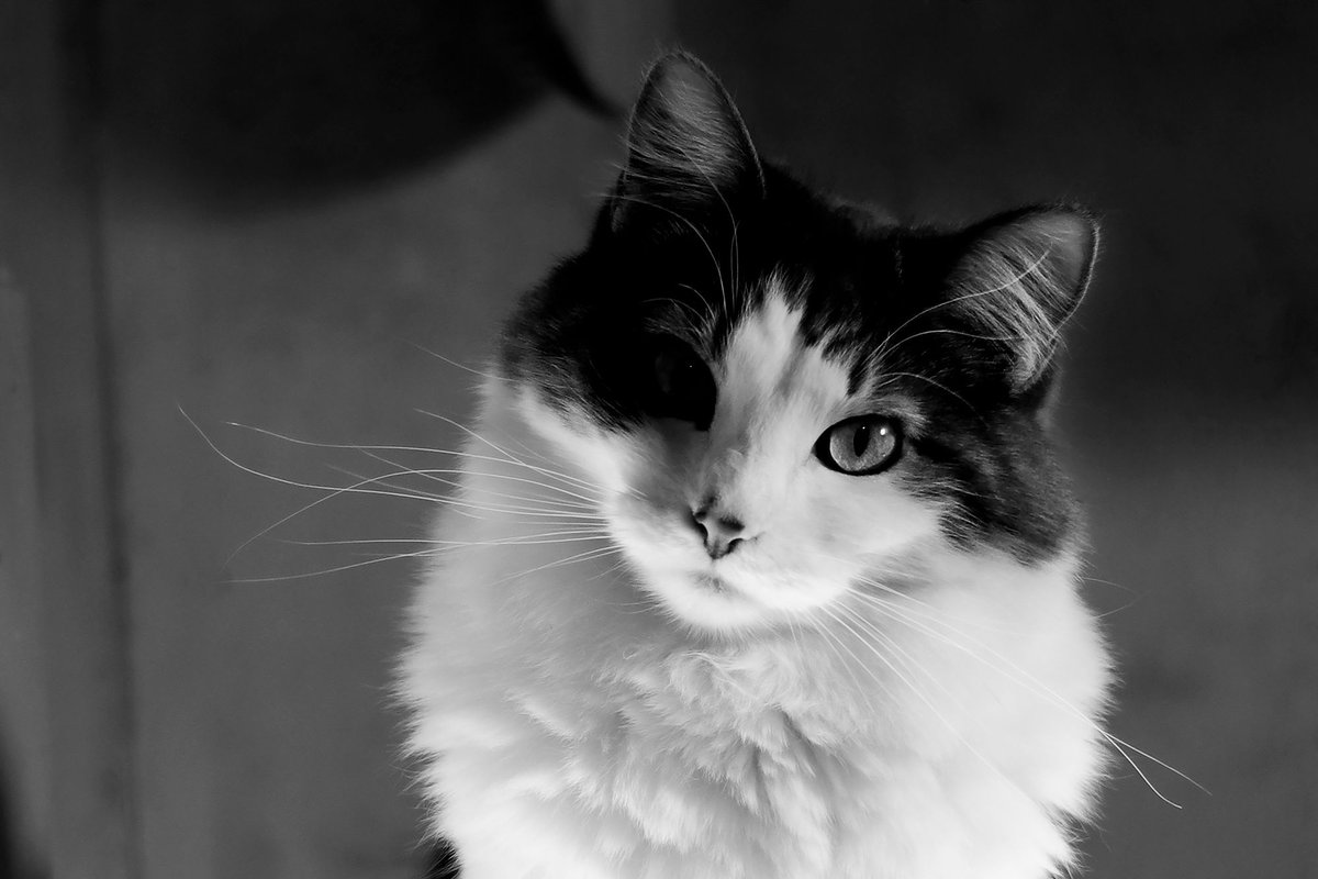 sydwrite's tweet image. "Lola 2", photography, by Sandra Dalton
sandradaltonphotography.com/My-Homepage-Ph… 
#blackandwhite 
#monochrome
#noiretblanc
#fineartphotography
#sandradaltonphotography
#catart 
#catphotography 
#rescuecat
#rescuecats
#allaboutphotopotw
@allaboutphotocom
#catsofinstagram
#rescuecatsofinstagram