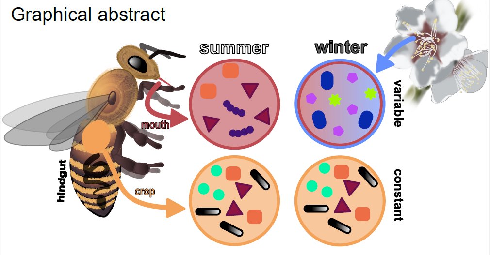 Our new pre-print: 'Bacteria in honeybee crops are decoupled from those in floral nectar and bee mouths' led by Maggie Warren doi.org/10.1101/2024.0…