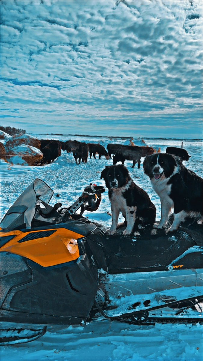 My boy Beau teaching his son that when the two legged guy gets on or in something so do they. Today he helped teach Gus to ride the sled out to the cows. I have a hard time leaving them behind. Guaranteed to need them when you don’t have them. #BorderCollie #loyal