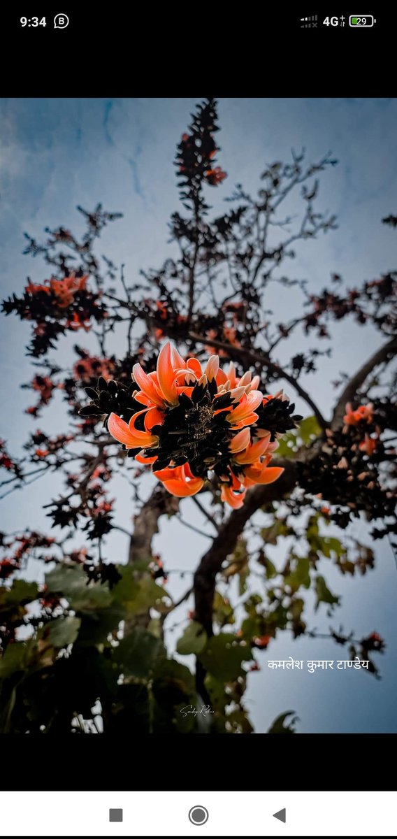#होली की दस्तक है पलाश या टेशु के फूल अभी जंगल पलाश के फ़ूलों से सुसज्जित है और इसकी खूबसूरती मन को मोह लेती है, बचपन मे इन फ़ूलों को सूखा कर होली के रंग बनाते थे। बहुत सी खूबसूरत यादें हैं इन खूबसूरत फ़ूलों की। #ChhattisgarhDiaries #kamleshktanday ❤️