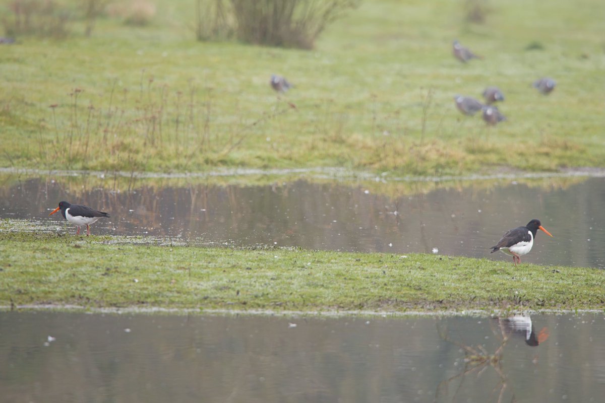 Neil_TFFD's tweet photo. Distant Oystercatchers on the farm floods at Stocker’s Lake, 06/03/24. #hertsbirds @HMWTBadger @FoStockersLake @Britnatureguide @Natures_Voice https://t.co/YCa6scRtMx