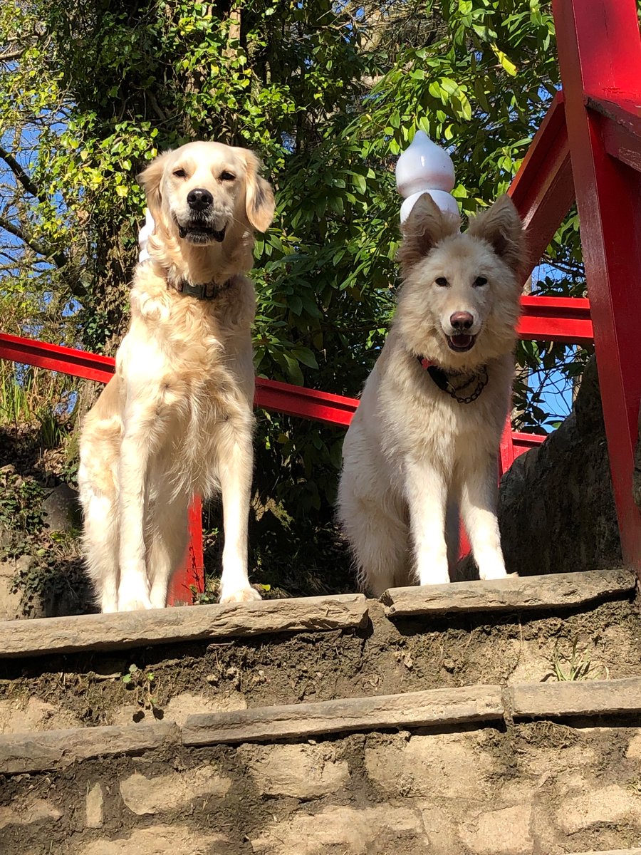 #ThrowbackThursday #Friendsforever Freya n her bestie #gsd #retriever #dogsofx