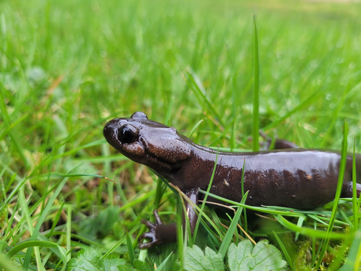 I'll never say no to some perfect northwestern salamanders