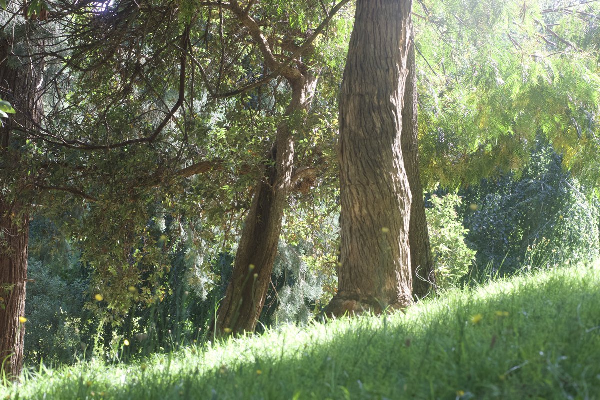 Trees 🌲🍀🌲#green #naturegirl #PHOTOS