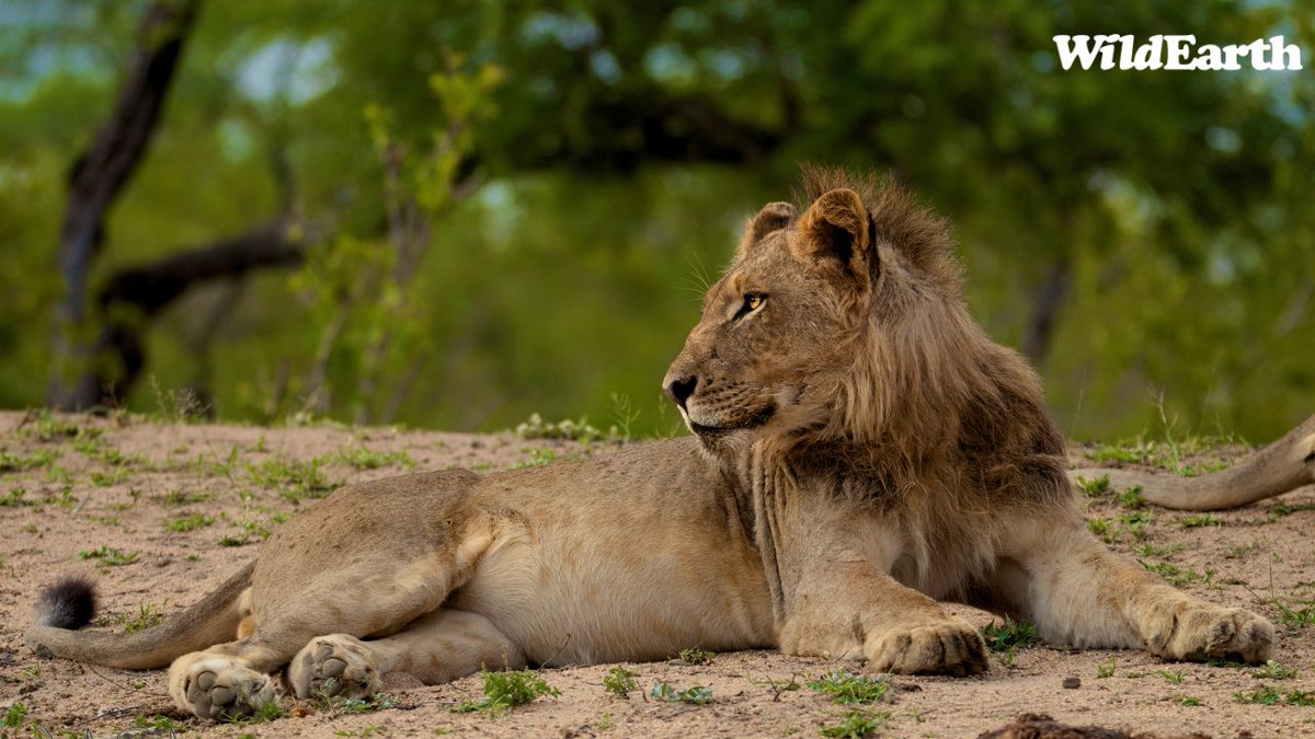 WE are geared up and ready to go on this morning's Sunrise Safari. Nadine will be directing the show with Luyanda in FC as well. Don't forget to send us those questions and comments! wildearth.tv/questions/ #wildearth