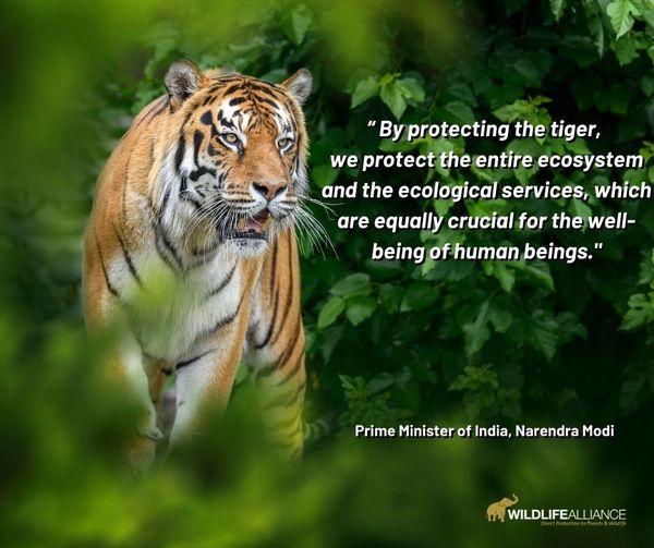 India is the global leader in tiger conservation. Indian Prime Minister, Narendra Modi understands the benefits of protecting tigers. At the 3rd Asia Ministerial Conference on Tiger Conservation in New Delhi he pointed out the widespread benefits of conserving the tiger. ''By