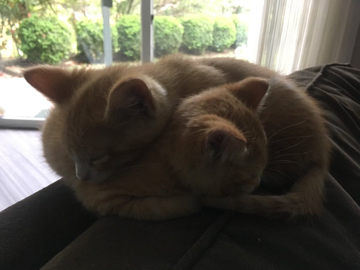 mr mag (@sx6_magnusz) on Twitter photo 