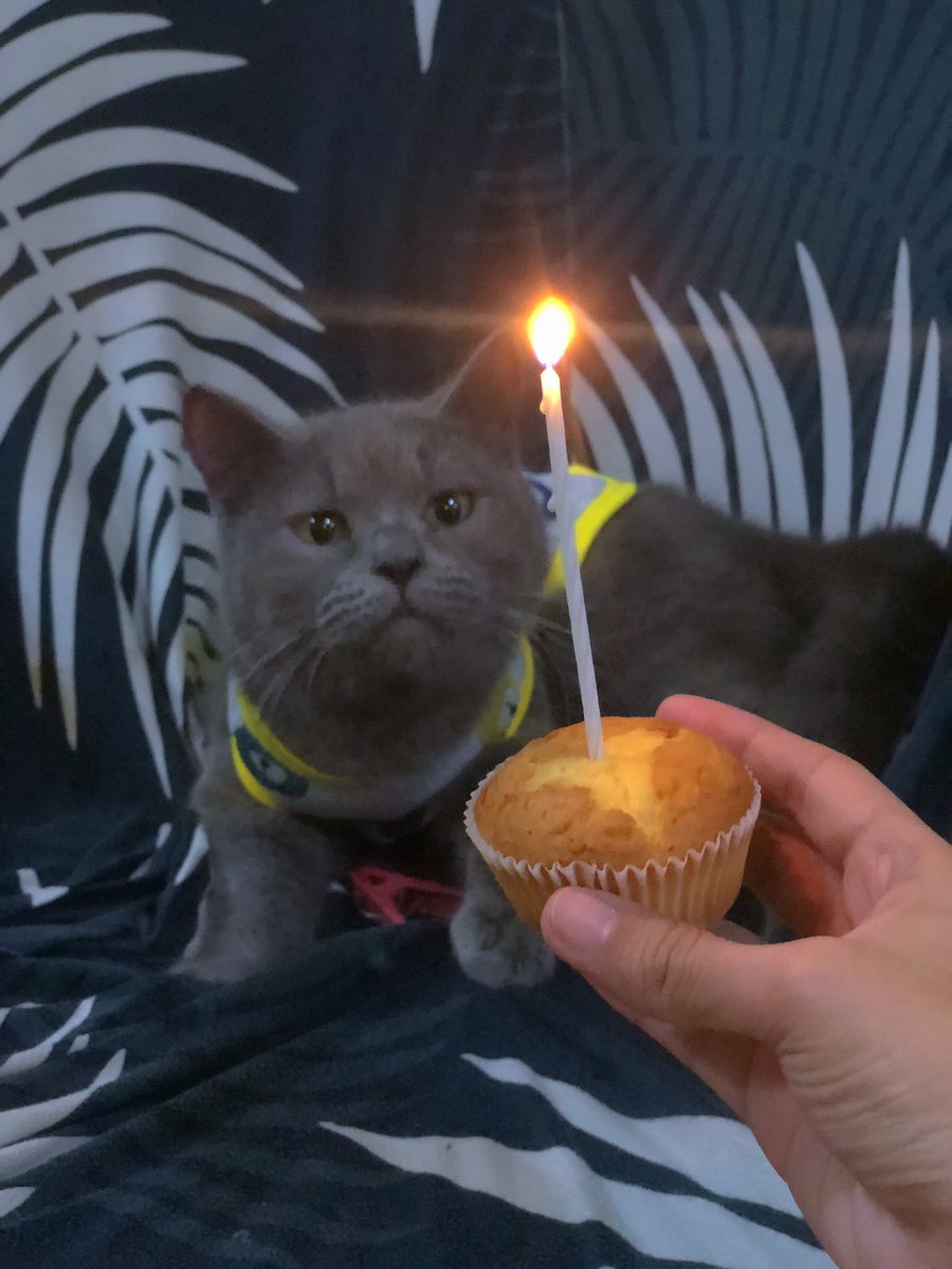 not_arghen's tweet photo. iloveyou forever my grey🥺❤️ #CatsOfTwitter 🕊 https://t.co/o4ijzCfm14