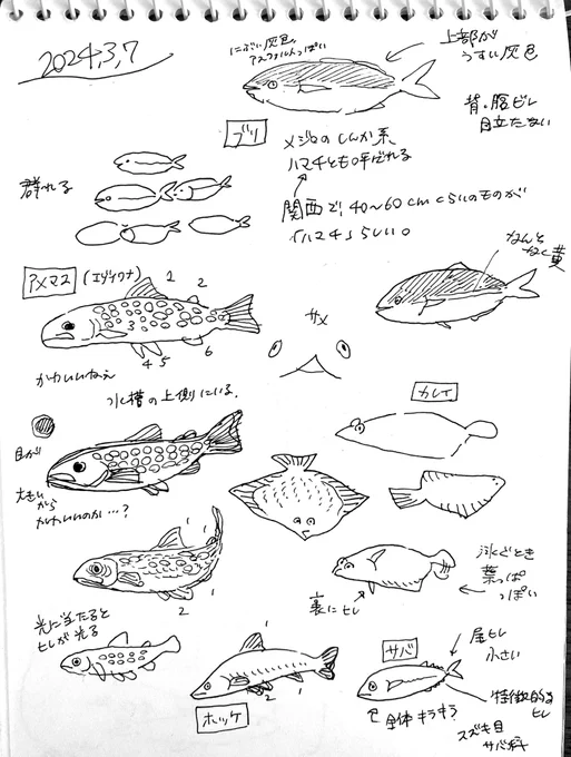 スケッチ 