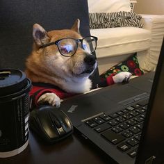 Hoa1980809's tweet photo. @ownthedoge @base @titlesxyz I am very interested in this project, I will   participate with this great project https://t.co/KHhaNKnGVa