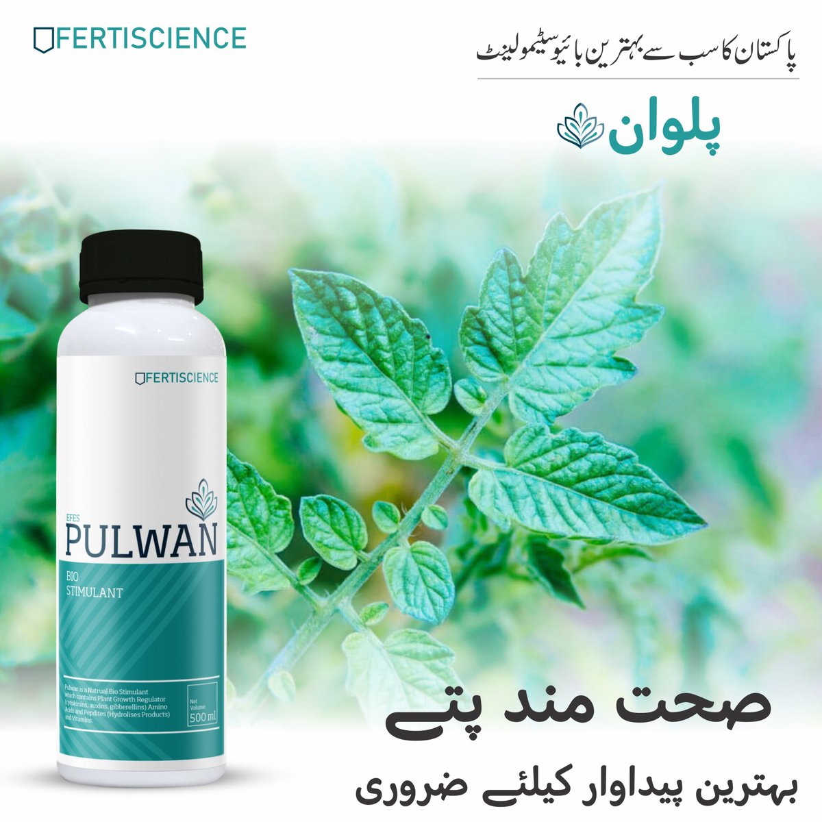 fertiscience's tweet photo. #PULWAN
پلوان 
پاکستان کا سب سے بہترین بائیو سٹیمولینٹ 

صحت مند پتے بہترین پیداوار کیلئے ضروری 

#PursuingExcellence 
 #FertiDiamonds #Biostimulant  #FS. #ScienceForSuccess #fertiscience https://t.co/ljo1B1rsSo
