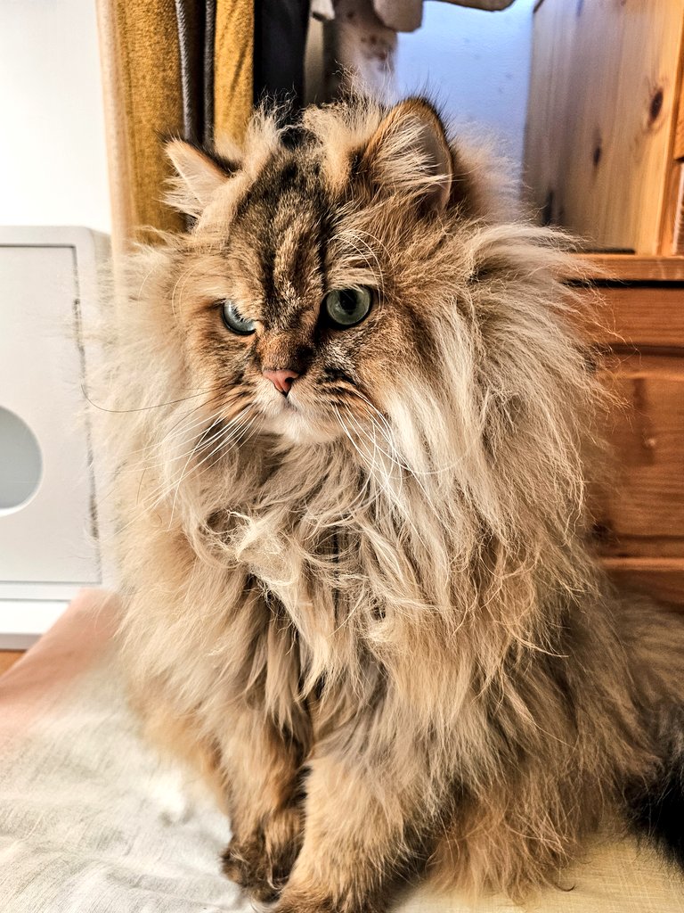 猫　毛づくろい くろねこごま毛づくろい 250720 - YouTube