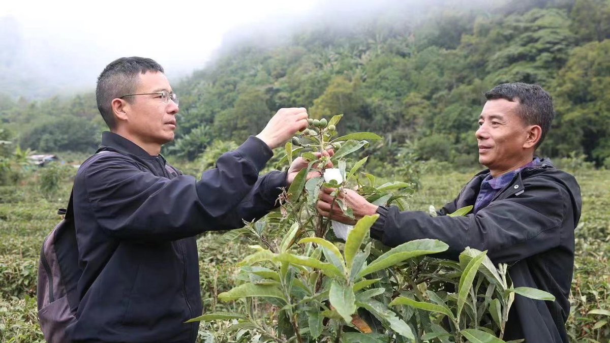 KangbaTV's tweet photo. #ShambhalaToday "More people need to know about our beautiful hometown," said #Norbu #Yangzom, the reason for her pride is that the white #loquat has developed into a lucrative cash crop for #Metok County over the past years. #QinghaiTibetanPlateau #Tibetan #2024TwoSessions #NPC https://t.co/yfyRb0iEcm