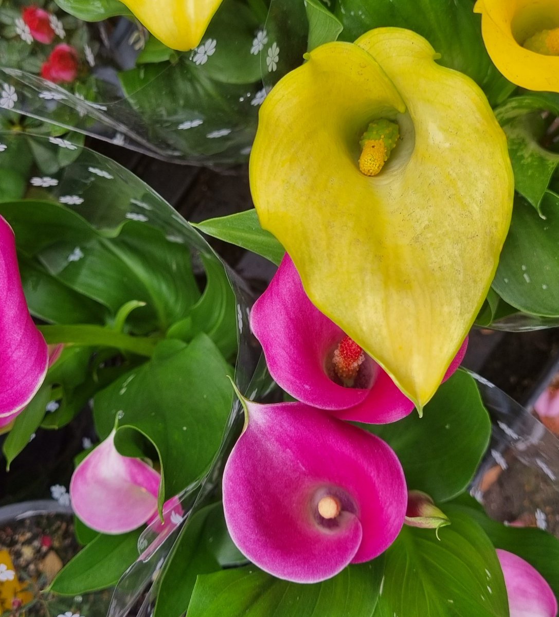 Spring's color
pink, yellow and green