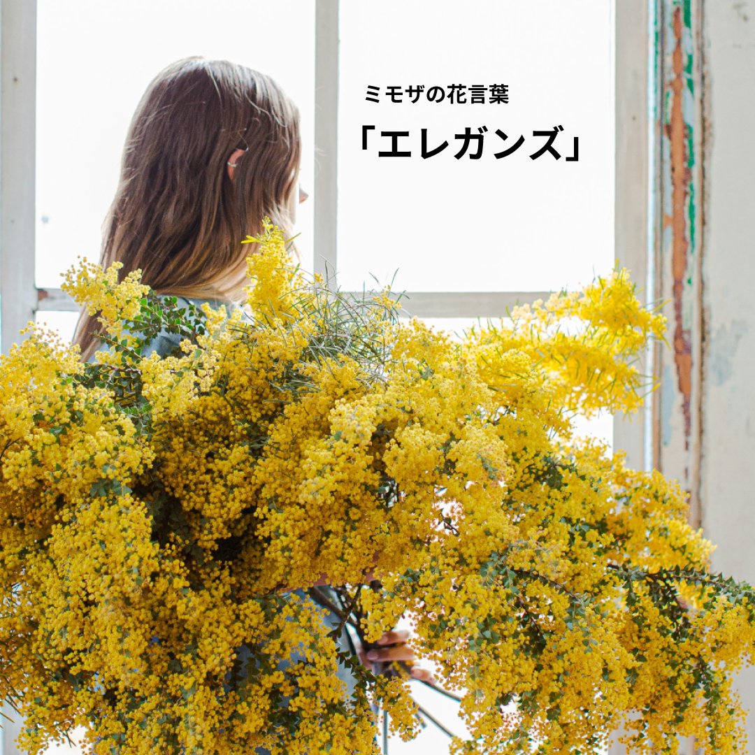 UCC_drippod's tweet photo. 3月8日は #ミモザの日 。
国際女性デーで女性にミモザを贈る習慣もある日です。

そんな黄色が可愛らしいミモザの花言葉は
「感謝」「友情」「密かな愛」「エレガンス」

そのひとつ「エレガンス」にちなんだ
#YOUBI プロレシピを今日はご紹介✨
このレシピが気になった人は💛で教えてね♪ https://t.co/W3c6vK4pgF