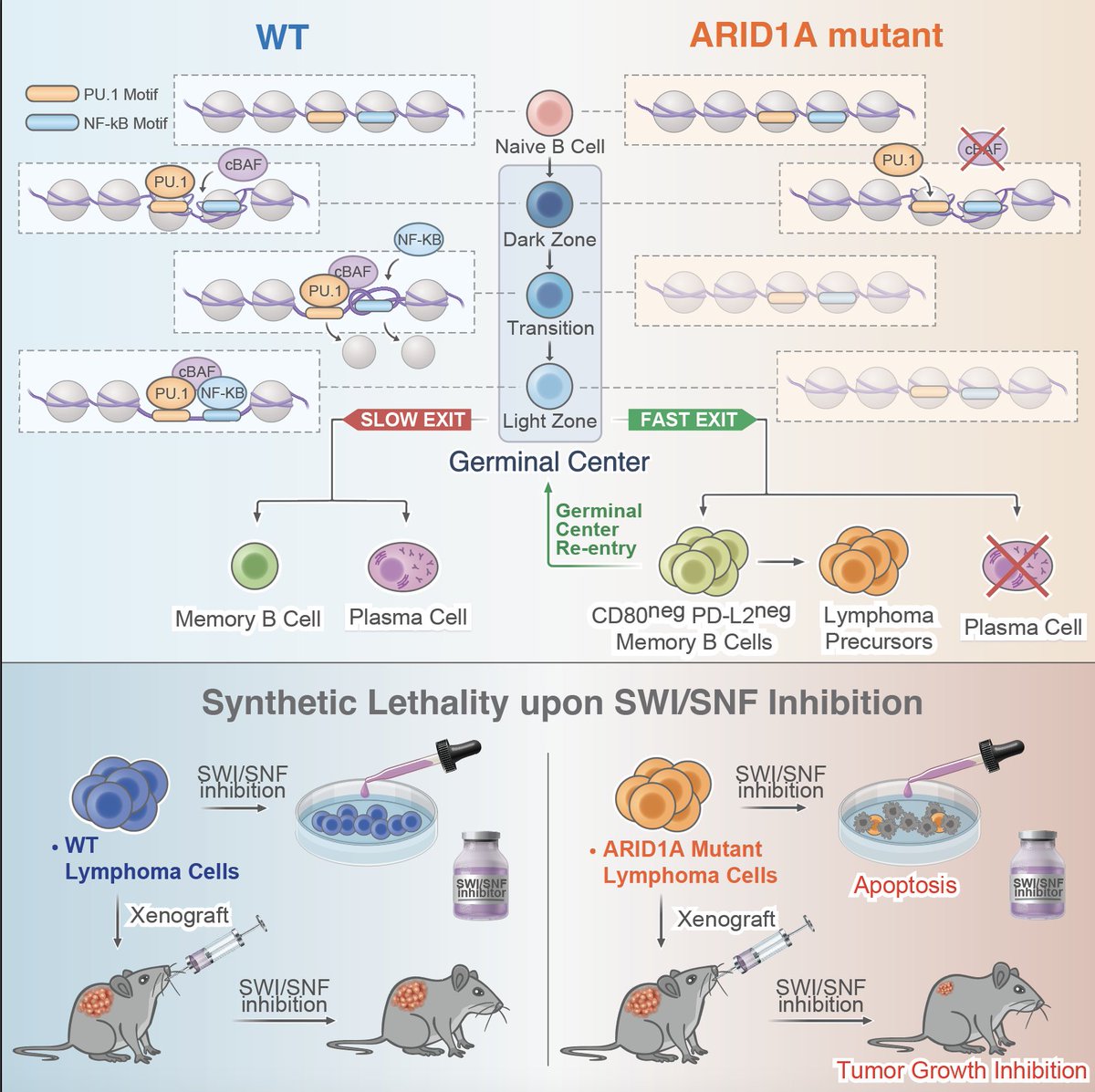 Darko Barisic (@edeon) on Twitter photo Very excited to share our new paper on how mutations in SWI/SNF chromatin remodeling complexes alter chromatin dynamics and immune cell-fate to drive lymphoma, online now in <a href="/Cancer_Cell/">Cancer Cell</a>.
authors.elsevier.com/c/1ijJ05TA51hO…
More details in the thread below.👇 🧵 1/n Very excited to share our new paper on how mutations in SWI/SNF chromatin remodeling complexes alter chromatin dynamics and immune cell-fate to drive lymphoma, online now in <a href="/Cancer_Cell/">Cancer Cell</a>.
authors.elsevier.com/c/1ijJ05TA51hO…
More details in the thread below.👇 🧵 1/n