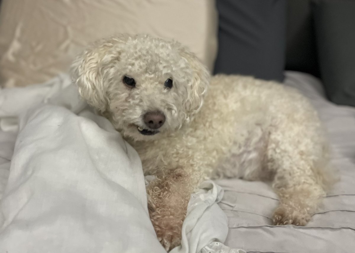taylorleddin's tweet photo. My little lamb who’s actually a dog who’s actually a baby https://t.co/cdqqHx9brf
