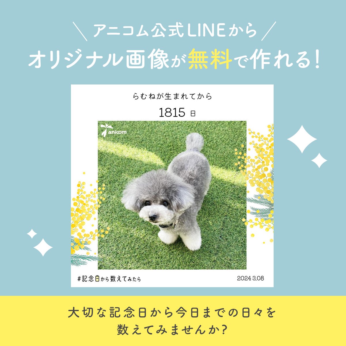 anicom_inc's tweet photo. 3月8日は「ミモザの日」🌼

ミモザの日にぴったりなアニコムのお楽しみコンテンツ「#記念日から数えてみたら 」で、わが子のオリジナル画像を作成しませんか？

アニコム公式LINEのメニューから、無料で簡単に画像を作成できます！

友だち追加はこちら
https://t.co/2NQcXptJls https://t.co/mkeOBaLPcy