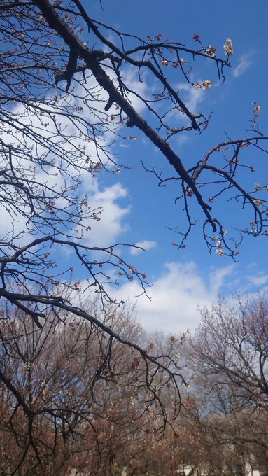 「枯れ木 雲」のTwitter画像/イラスト(新着)