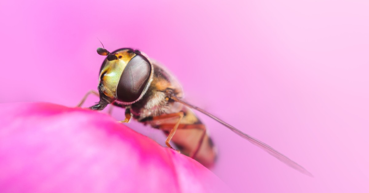 After giving written and oral evidence, RES responds to the @HouseofCommons Science, Innovation &Technology Committee report on #InsectDecline and UK #FoodSecurity. royensoc.co.uk/news/insect-de… 📸 Hoverfly on a pink flower © Jamie Spensley @CommonsSITC #Entomology