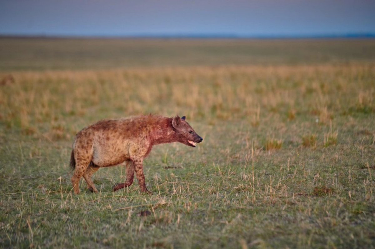 Spotted Hyenas from Masai Mara, Kenya
.
.
#saveanimals #spottedhyena #endangeredspecies #spottedhyenas #maasaimaranationalreserve #nikonindiaofficial #nikonphoto #hyena #discoverwildlife #keepitwild #safarilife #hyenas #kenya #bownaankamal #EcoTourismKenya #savemasaimara
