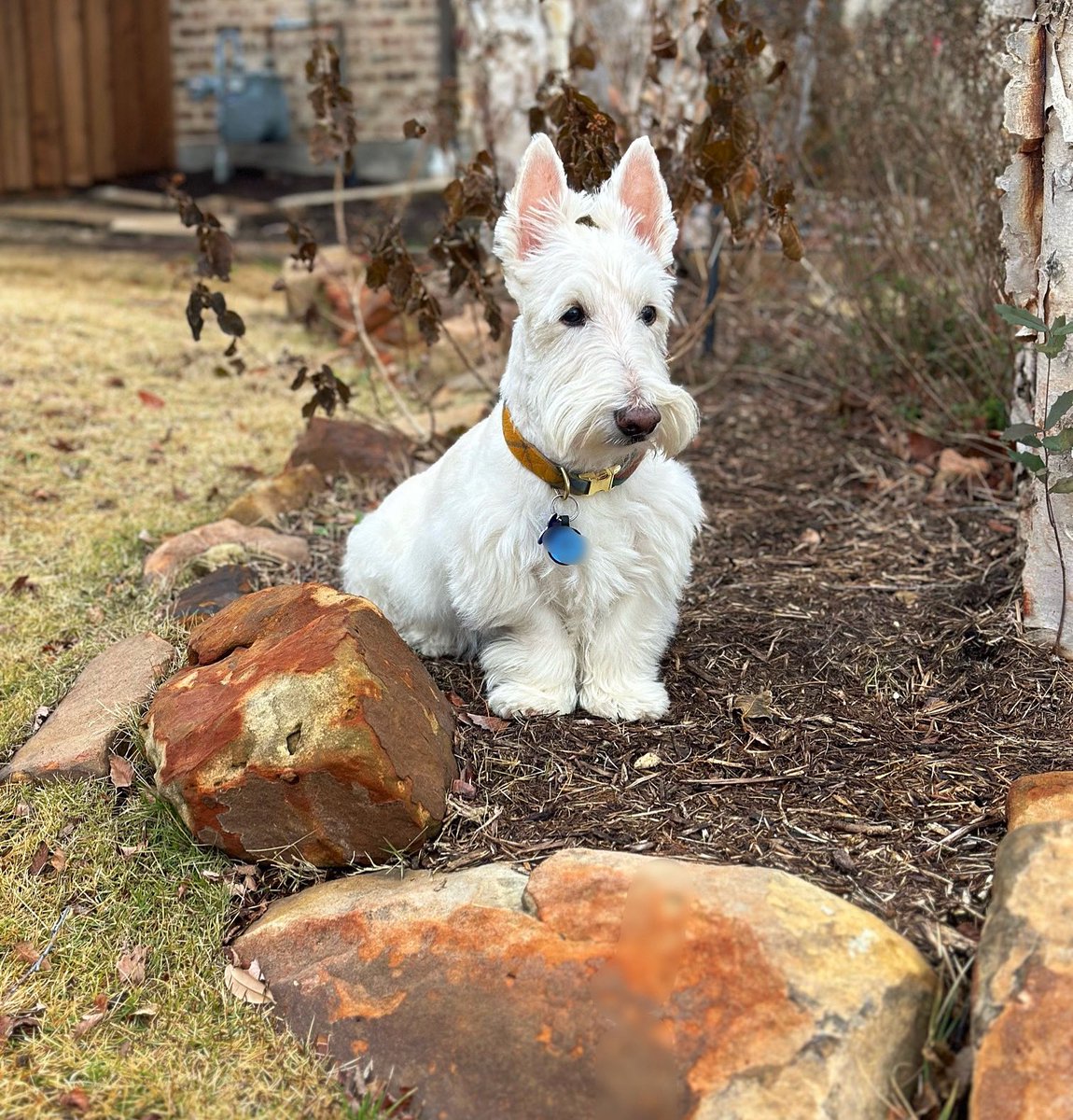 Jock sitting in the front yard surveilling the neighborhood. It’s a lonely job being a top-notch watch-Scottie. 😊 #jockandfinney #scotties #scottishterriers