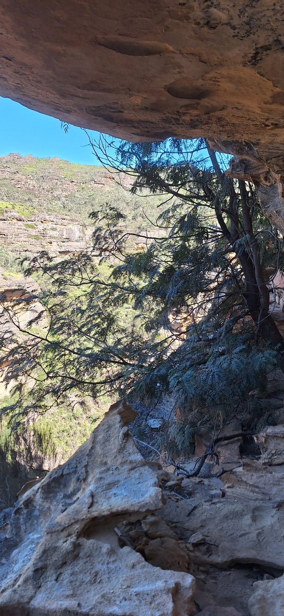 This cedar wattle has a great view!