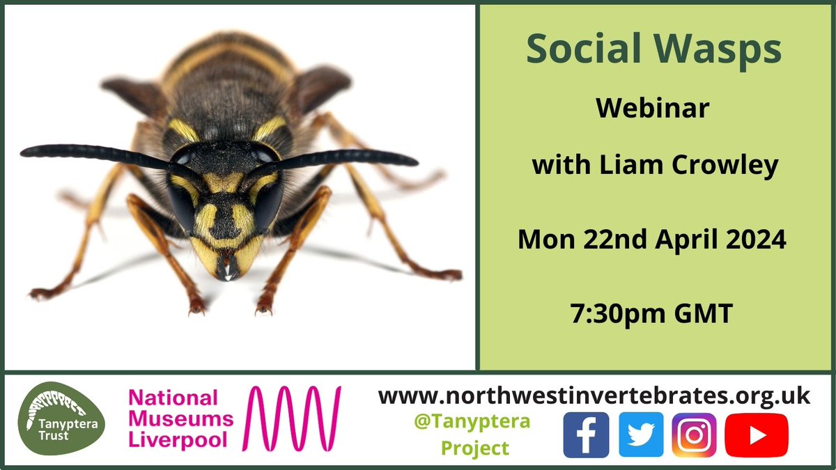 Join us to learn about the ecology and identification of social wasps in our upcoming webinar with @Liam_M_Crowley Monday 22nd April 7:30pm. Zoom. Book your place here: tickettailor.com/events/tanypte…