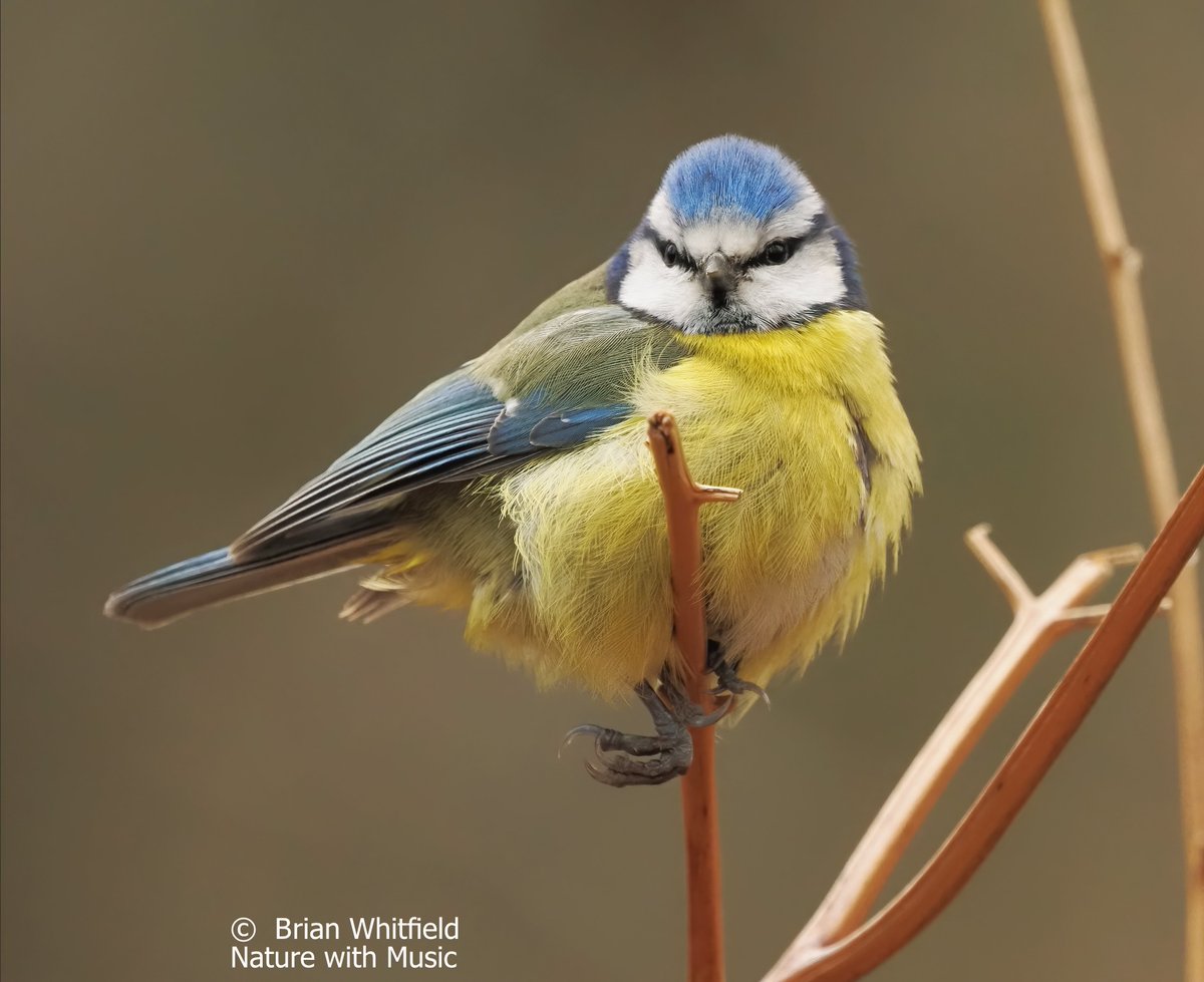 Smile for the camera.
Blue Tit - Cyanistes caeruleus  New Forest UK. 
#rspb #wildlifephotography #nature #naturephotography #twitcher  #BBCNATURE #OMsystems #BirdPhotography #birds #wildlifeconservation #ukbirdspotting   #britishwildlifephotography
