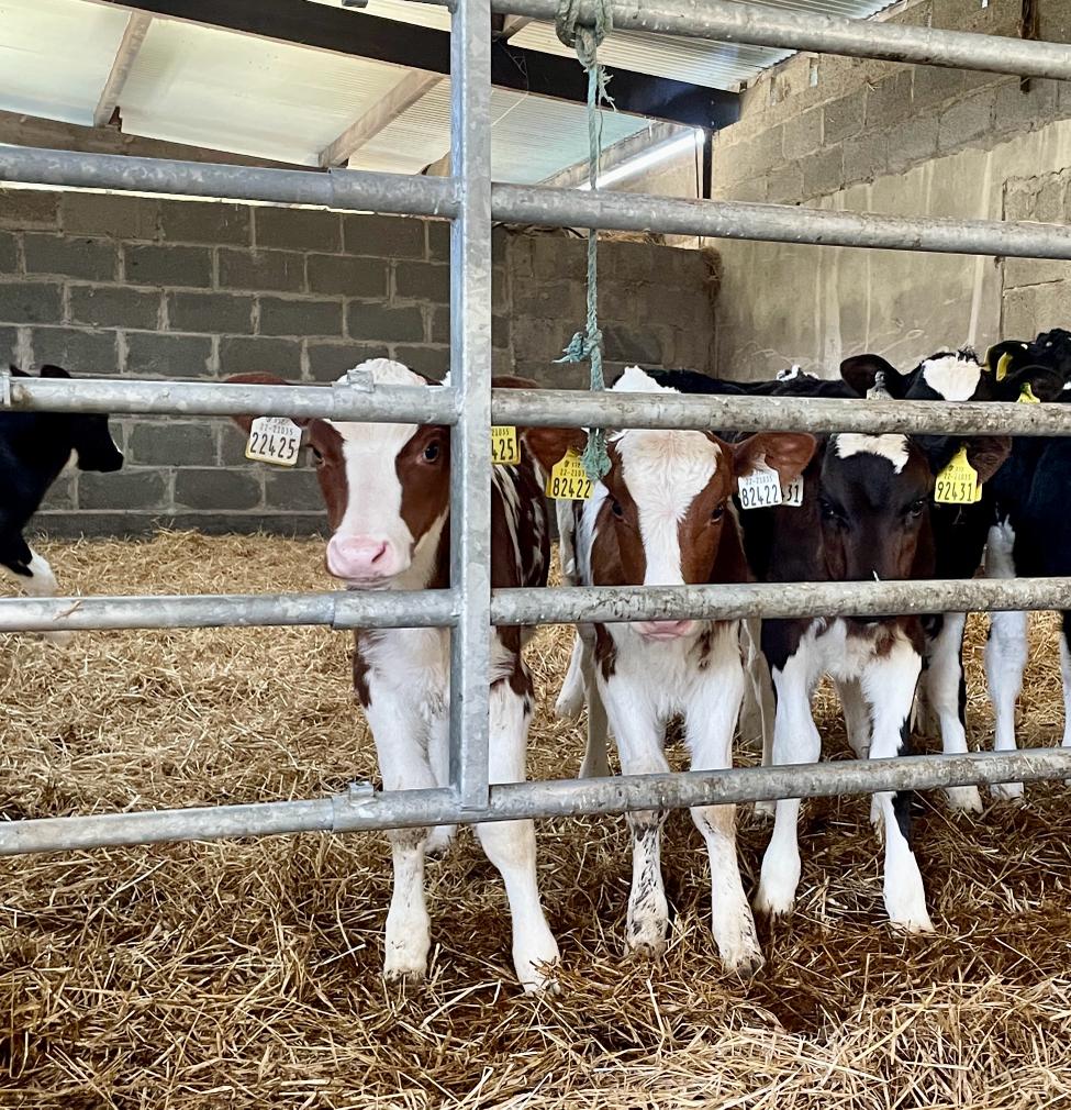 <a href="/NorwegianRed/">Norwegian Red</a> semen is flying out the door!

With numerous Norwegian Red calves now on the ground and cows in milk, we are experiencing massive demand for Norwegian Red genetics this season

Make sure to get your Norwegian Red semen ordered ASAP especially if ordering sexed semen