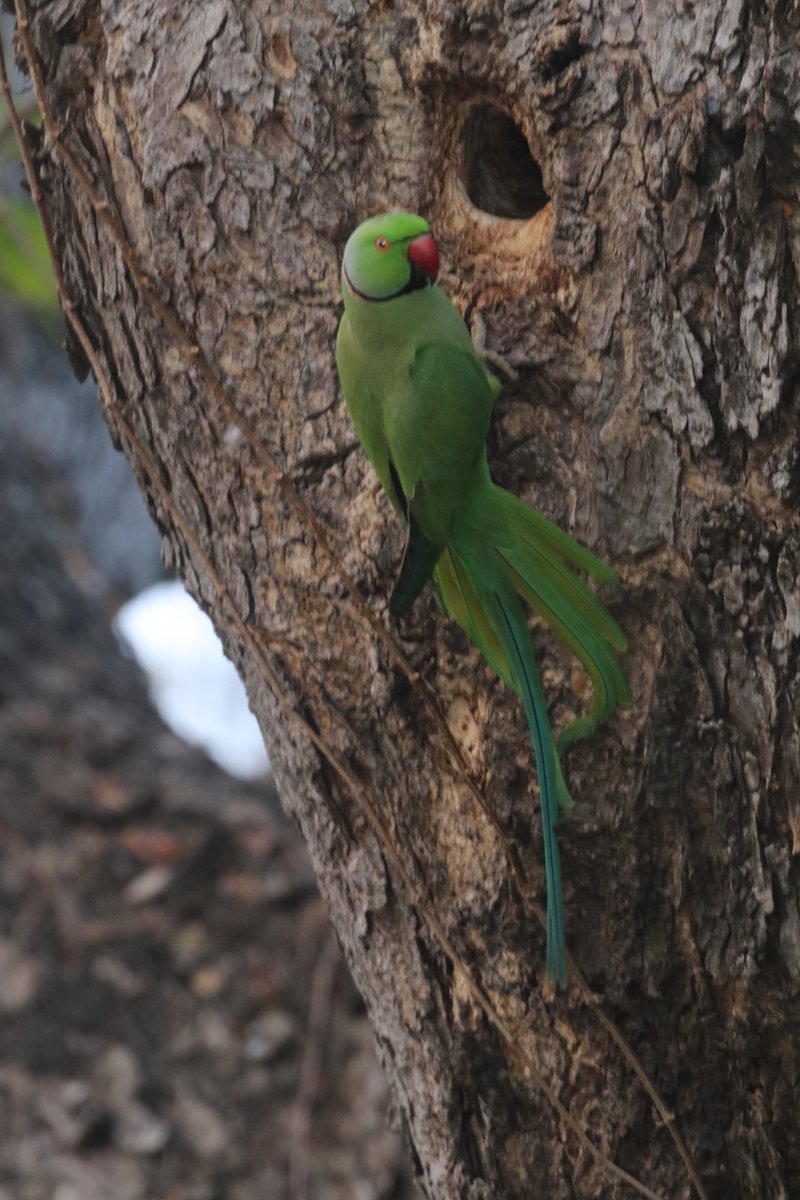 Andhra Pradesh Environment & Forest Department tweet media