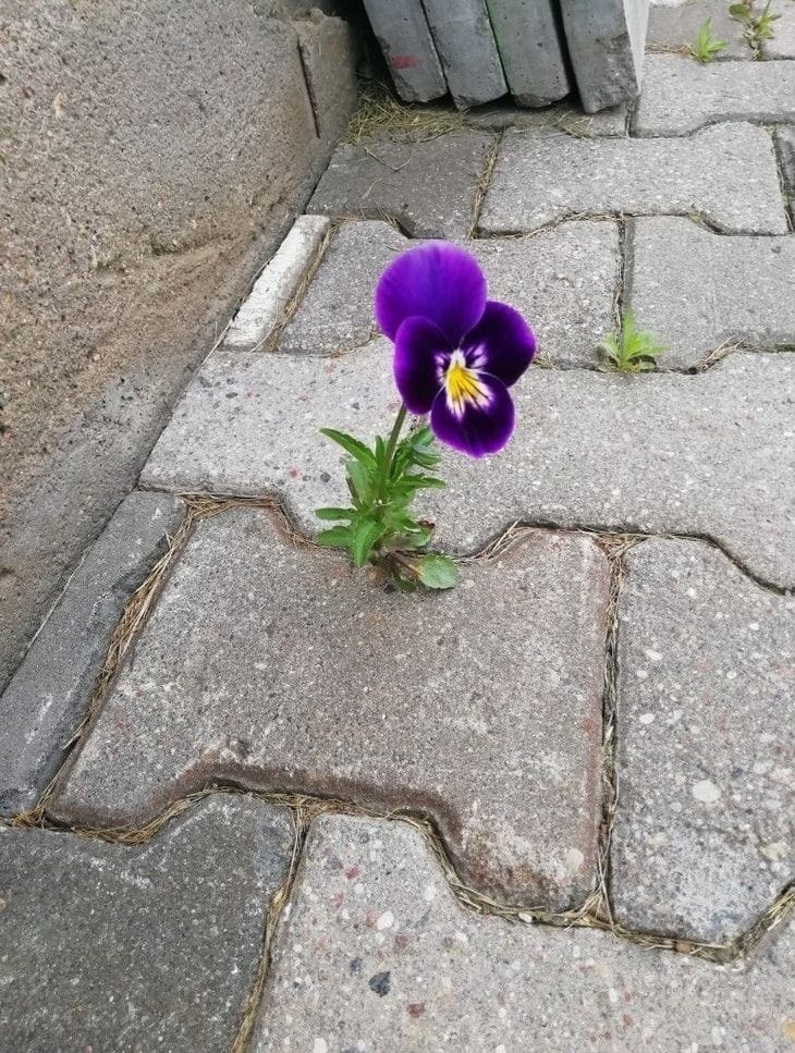Treba mi volja za životom kao što je ima ovaj cvet