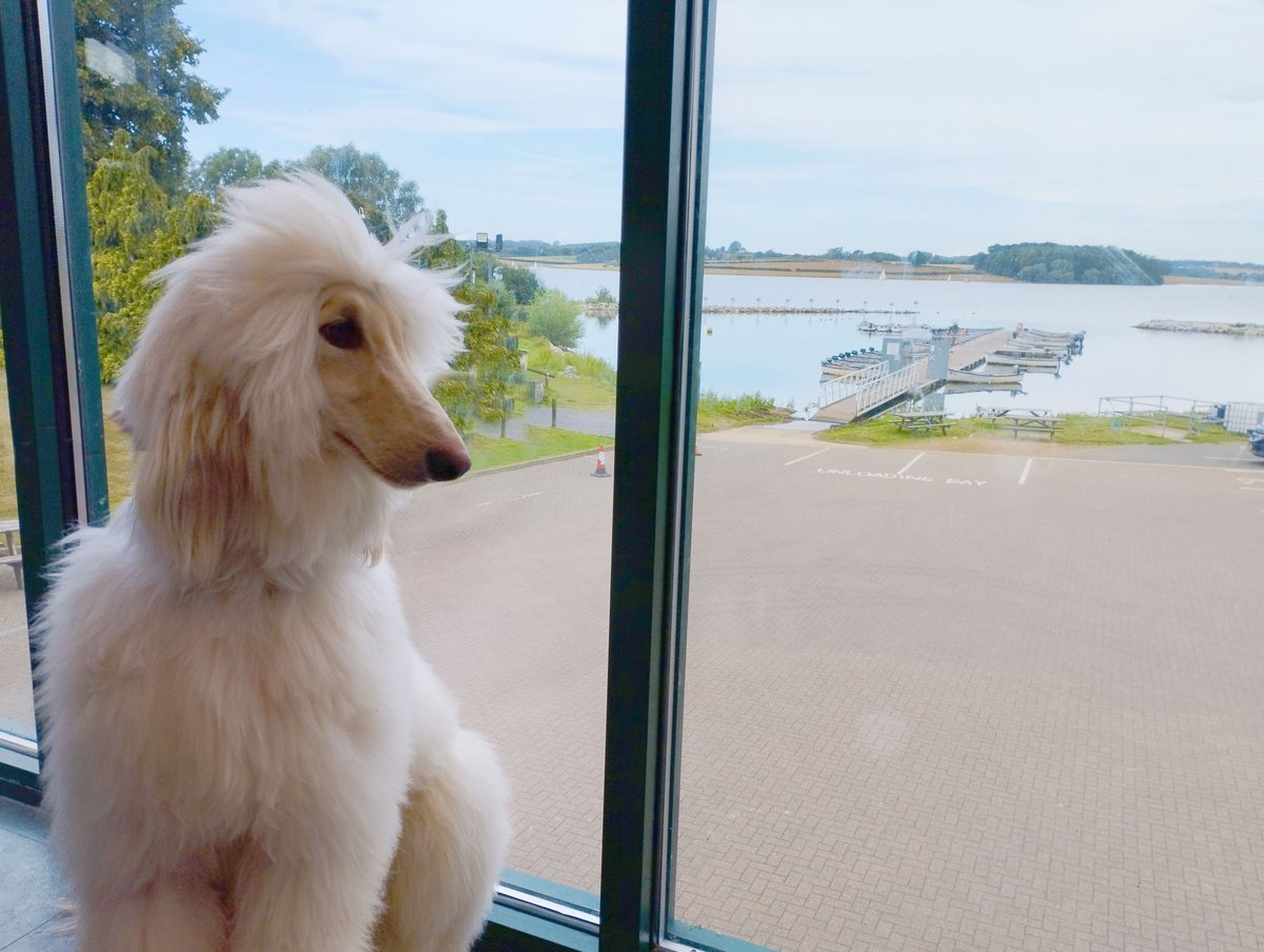 JanisSharp's tweet photo. Gershwin my young Afghan Hound dog is in Crufts on Sunday 10th March in yearling class. #Afghanhound #Crufts #Crufts2024 #Gershwin #JanisSharp #NEC #Birmingham @ClareBalding @CRUFTS #Channel4 https://t.co/R7HdRYLcEF