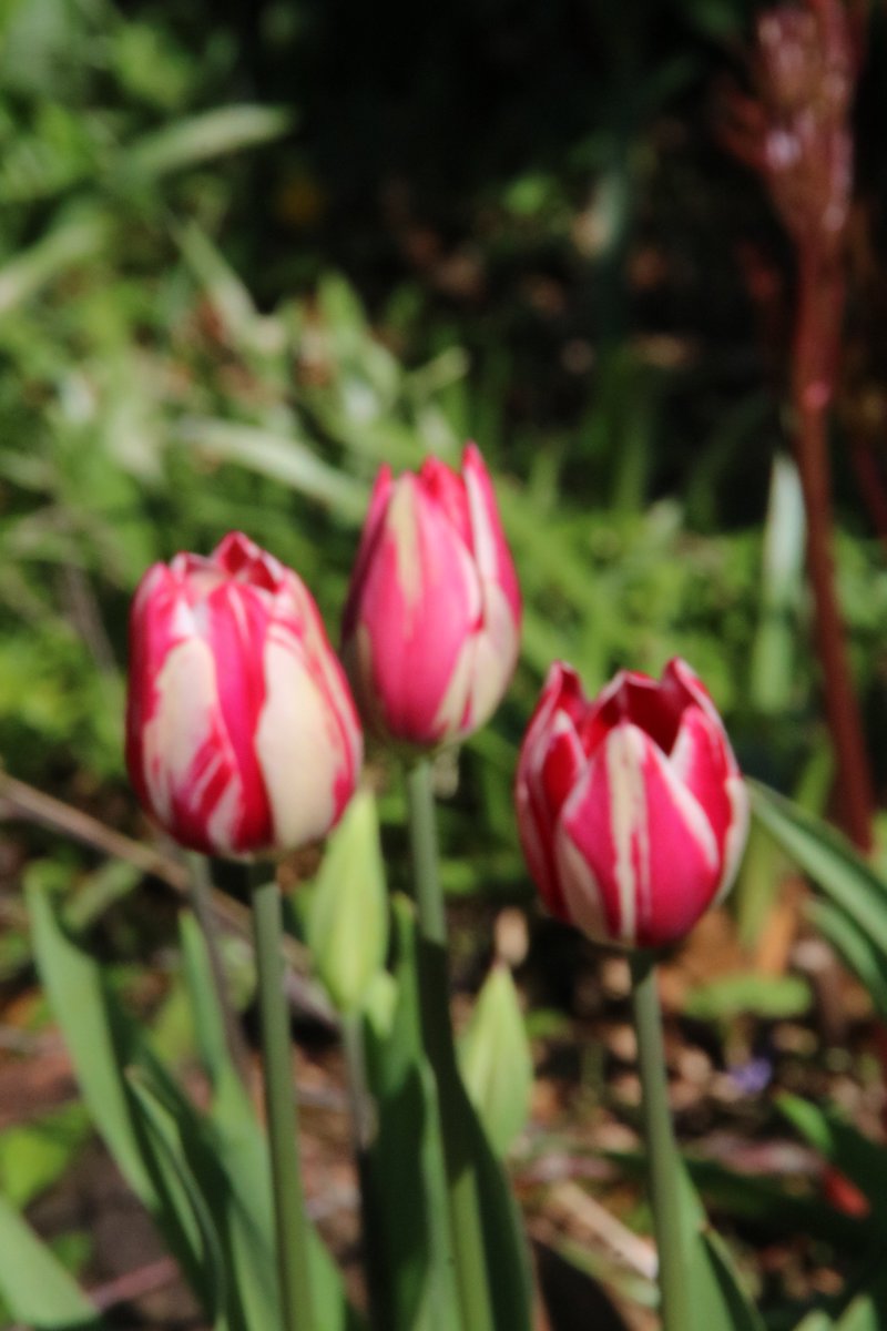 Good morning @charbhardy @FriseSally @KatKACanada @silvershadow214 here's a set from this day 5 yrs ago in the old garden in Taunton. Rather a dreary day here today so thought these would cheer us up #ThrowbackThursday