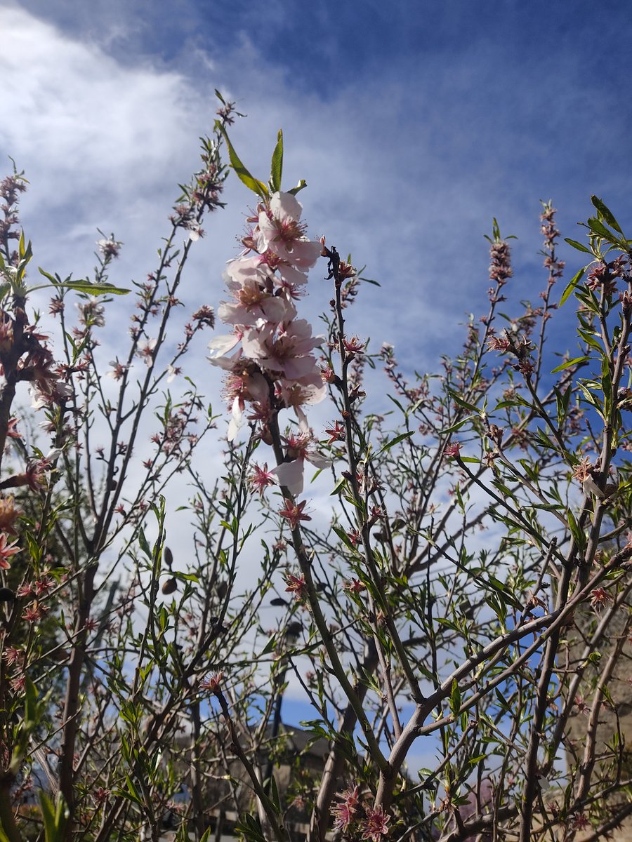 Carrasca de Lecina tweet media