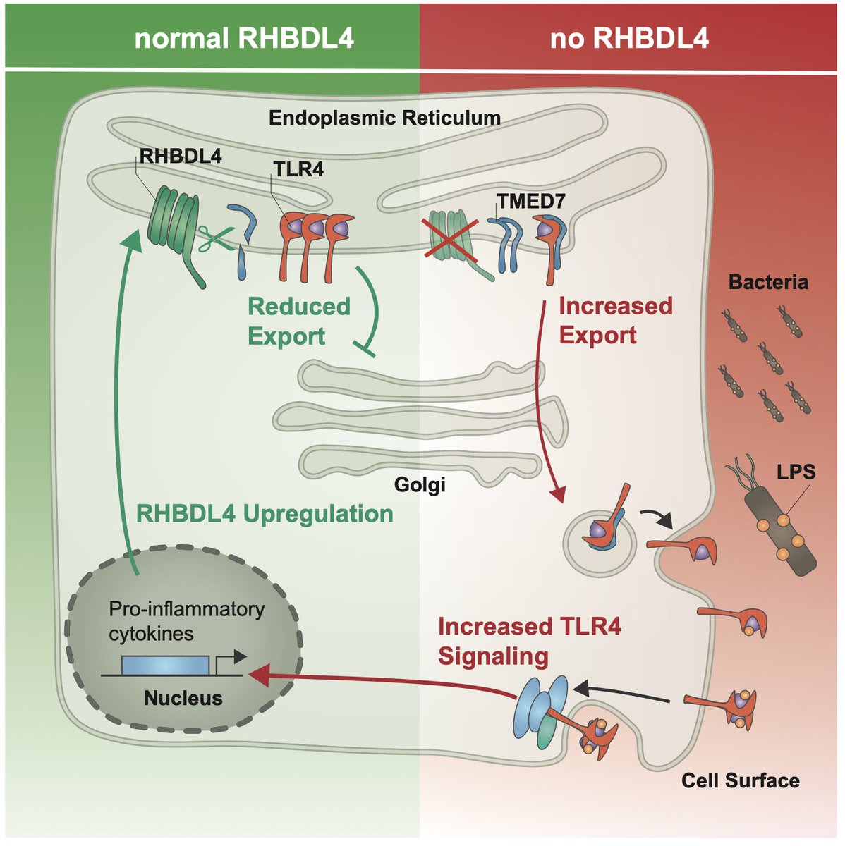 New paper from the lab: Regulation of #TLR4 #trafficking by the #ERAD intramembrane protease RHBDL4. A mechanism that prevents an excessive innate #immune response. Congratulations to @JuliaDKnopf, Susanne Steigleder and all authors! nature.com/articles/s4146…