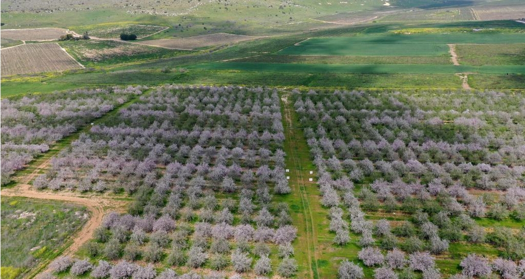 Guangming_Daily's tweet photo. #View of almond orchard in Israel🌸🇮🇱
People visit an #almond #orchard near central #Israeli #city of #Modiin on March 6, 2024. https://t.co/zZjheHN8aQ