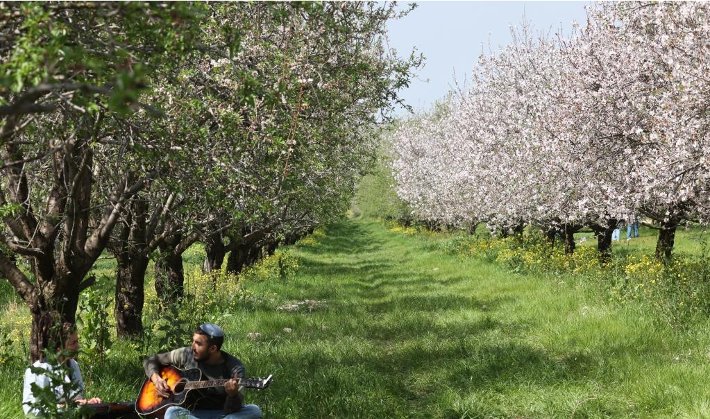 Guangming_Daily's tweet photo. #View of almond orchard in Israel🌸🇮🇱
People visit an #almond #orchard near central #Israeli #city of #Modiin on March 6, 2024. https://t.co/zZjheHN8aQ