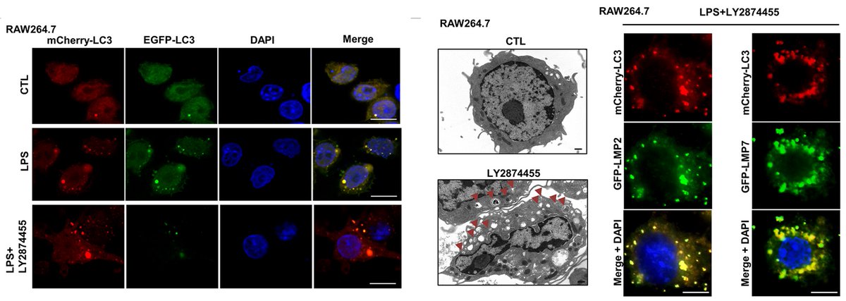 PLOSBiology's tweet photo. #Autophagy maintains cellular homeostasis by selectively degrading cytoplasmic cargoes; defects can lead to #proinflammatory disease. This study shows that selective degradation of the #immunoproteasome regulates innate inflammatory signaling #PLOSBiology https://t.co/scmAC6R9mg https://t.co/9JpNxAe9yh