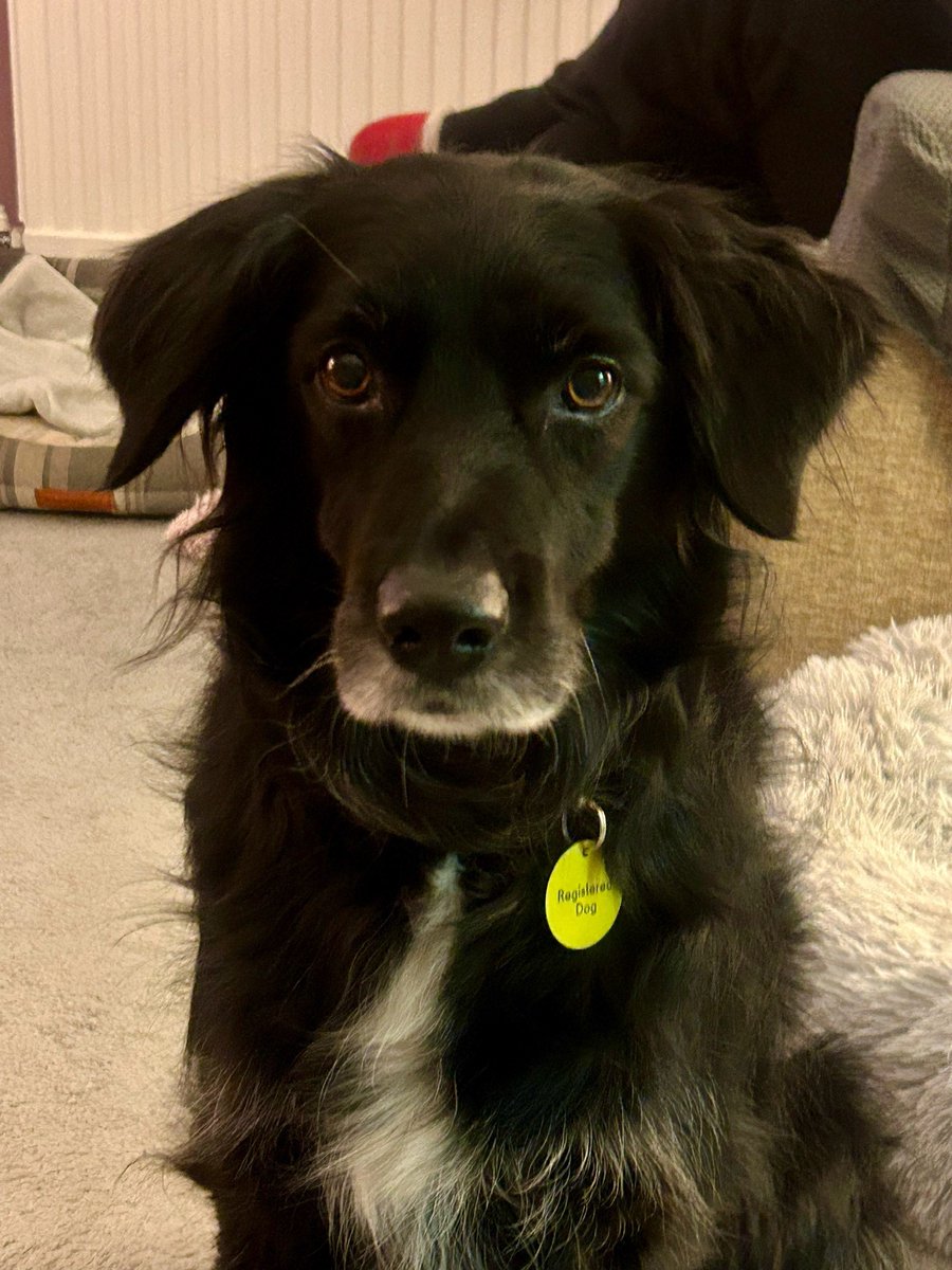 Following a request via our parent newsletter we had a response from Angela and her dog Lilly. They are registered with Therapy Dogs Nationwide and have volunteered to visit us weekly to provide support and therapy to our students (and staff!). We can't wait for her to visit!