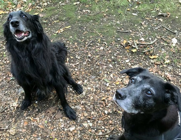 Older dogs are the most difficult to rehome, but golden oldies have so much to offer! Do you have room on your sofa for Max & Pepsi (pictured), or any of the other cute couples at Oldies Club? bit.ly/3P5Jtdp