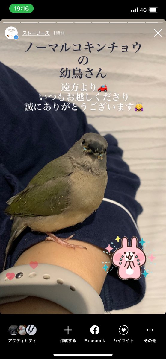 chachamarufinch's tweet photo. ダイヤモンドフィンチシルバー
ブルーコキンチョウ
ノーマルコキンチョウ

お迎えいただき
誠にありがとうございました🙇‍♀️

遠方よりお越し下さり
ありがとうございました🚗

#ダイヤモンドフィンチ
#大錦華鳥
#diamondfiretail
#コキンチョウ
#gouldianfinch https://t.co/WPt5te6ItL
